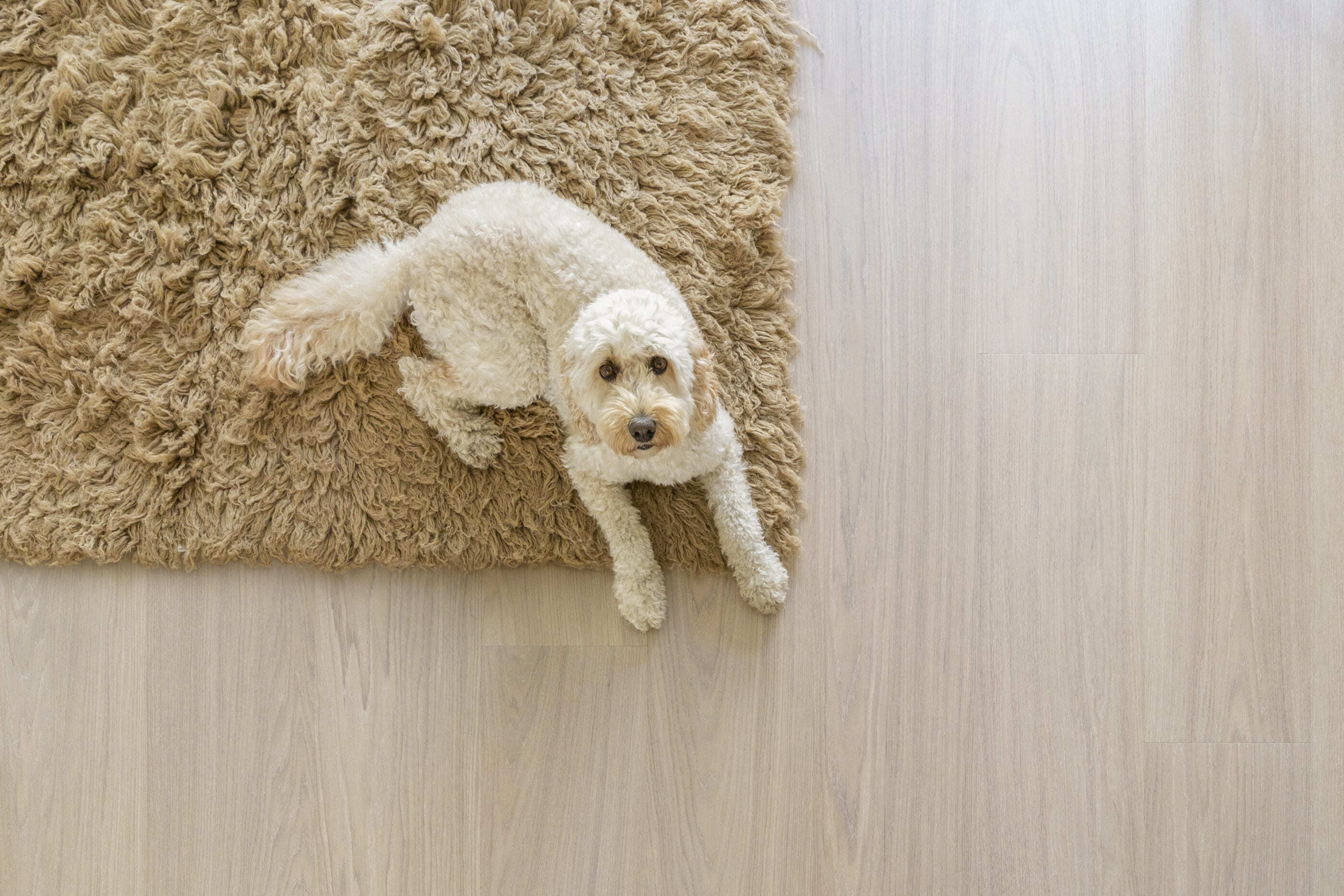 Lame de parquet hybride Bjelin Woodura Larvik chêne Powder White 2