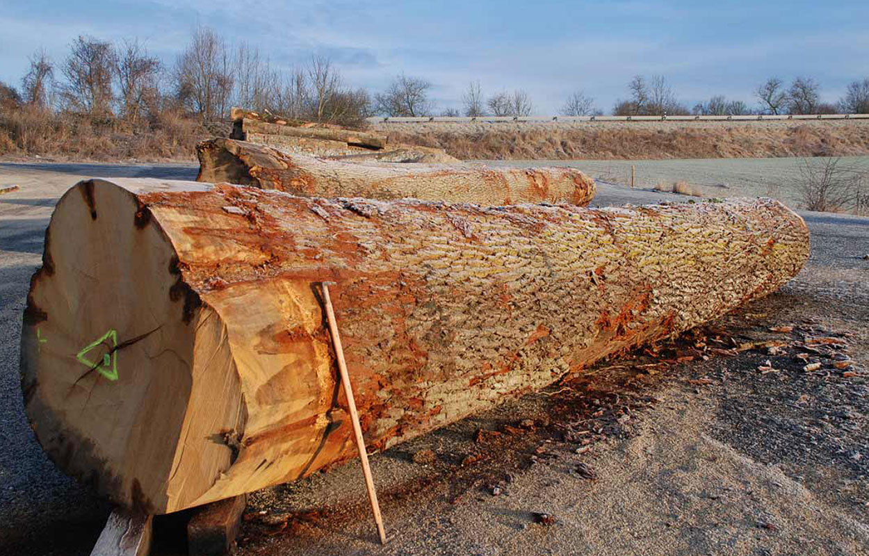 Grume de chêne